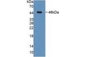 Detection of Recombinant MAPK13, Human using Polyclonal Antibody to Mitogen Activated Protein Kinase 13 (MAPK13) (MAPK13 抗体  (AA 1-365))