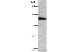 Western blot analysis of HT-29 cell  , using P2RY2 Polyclonal Antibody at dilution of 1:1250 (P2RY2 抗体)