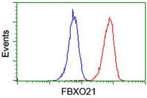 Image no. 4 for anti-F-Box Protein 21 (FBXO21) antibody (ABIN1498231) (FBXO21 抗体)
