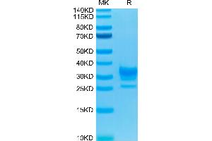 SDS-PAGE (SDS) image for Fc Fragment of IgG, Low Affinity IIb, Receptor (CD32) (FCGR2B) (AA 46-217) protein (His-Avi Tag,Biotin) (ABIN7274289)