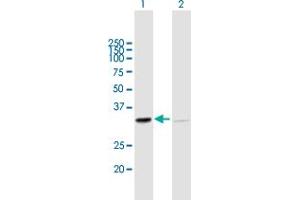Western Blot analysis of SFXN1 expression in transfected 293T cell line by SFXN1 MaxPab polyclonal antibody. (SFXN1 抗体  (AA 1-322))