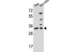Western Blotting (WB) image for anti-Nth Endonuclease III-Like 1 (NTHL1) antibody (ABIN2996251) (Nth Endonuclease III-Like 1 (NTHL1) 抗体)