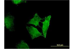 Immunofluorescence of monoclonal antibody to RASSF3 on HeLa cell. (RASSF3 抗体  (AA 29-112))