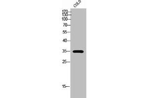Western Blot analysis of COLO cells using Olfactory receptor 51A7 Polyclonal Antibody (OR51A7 抗体  (C-Term))