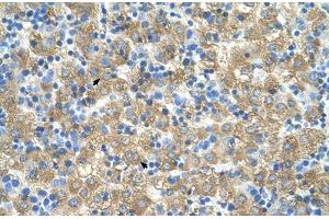 Immunohistochemical staining (Formalin-fixed paraffin-embedded sections) of human liver with MARVELD3 polyclonal antibody . (MARVELD3 抗体  (AA 219-268))