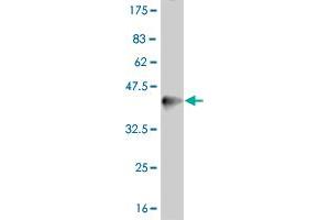 Western Blot detection against Immunogen (37. (PPARD 抗体  (AA 56-165))