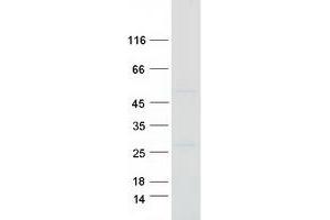 Validation with Western Blot (Septin 7 Protein (SEPT7) (Transcript Variant 1) (Myc-DYKDDDDK Tag))
