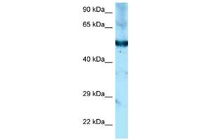 WB Suggested Anti-Shpk Antibody Titration: 1. (SHPK 抗体  (C-Term))
