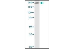 Western Blotting (WB) image for anti-Myosin 9 (MYH9) antibody (ABIN782310) (Myosin 9 抗体)