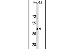 LRRC19 Antibody (C-term) (ABIN1881509 and ABIN2838841) western blot analysis in HepG2 cell line lysates (35 μg/lane). (LRRC19 抗体  (C-Term))