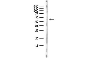 Western blot analysis of lysates from HepG2 cells(heat-shock,45 min treatment), using EIF2S2 Antibody at 1/1000 dilution.