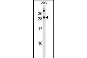Western blot analysis in 293 cell line lysates (35ug/lane). (RAP2C 抗体  (N-Term))