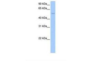 Image no. 1 for anti-SHC (Src Homology 2 Domain Containing) Transforming Protein 1 (SHC1) (AA 371-420) antibody (ABIN6738705)