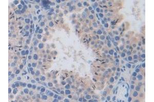 Detection of HPSE in Mouse Testis Tissue using Polyclonal Antibody to Heparanase (HPSE)