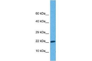 Western Blotting (WB) image for anti-Growth Arrest and DNA-Damage-Inducible, beta (GADD45B) (Middle Region) antibody (ABIN2783334)