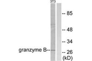 Western blot analysis of extracts from NIH-3T3 cells, using Granzyme B Antibody. (GZMB 抗体  (AA 10-59))