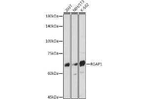 Western blot analysis of extracts of various cell lines, using RG antibody (ABIN7269819) at 1:1000 dilution. (RACGAP1 抗体)
