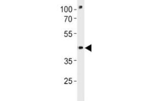 Pou3f3a antibody western blot analysis in zebrafish brain tissue lysate (POU3F3 抗体  (AA 381-407))