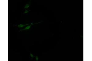 Immunofluorescence staining of HepG2 Cells with ABIN7127630 at 1:50, counter-stained with DAPI.