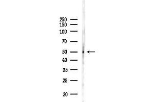 anti-Sedoheptulokinase (SHPK) (N-Term) antibody