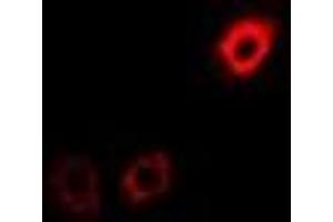 Immunofluorescent analysis of eIF3H staining in U2OS cells. (EIF3H 抗体)