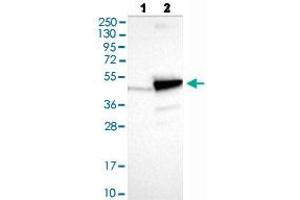 Western blot analysis of Lane 1: Negative control (vector only transfected HEK293T lysate), Lane 2: Over-expression lysate (Co-expressed with a C-terminal myc-DDK tag (~3. (PNMA2 抗体  (AA 58-206))