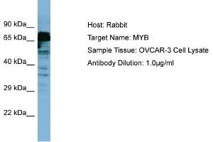 Host: Rabbit Target Name: MYB Sample Type: OVCAR-3 Whole Cell lysates Antibody Dilution: 1. (MYB 抗体  (C-Term))