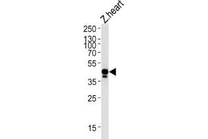 Western Blotting (WB) image for anti-EFNB2A (EFNB2A) antibody (ABIN3004738) (EFNB2A 抗体)