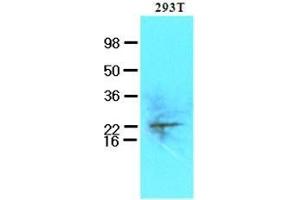 Cell lysates of 293T (50 ug) were resolved by SDS-PAGE, transferred to nitrocellulose membrane and probed with anti-human UBE2S (1:250). (UBE2S 抗体  (AA 1-222))
