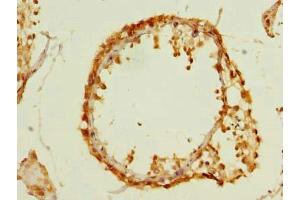 Immunohistochemistry of paraffin-embedded human testis tissue using ABIN7159710 at dilution of 1:100 (MFAP3L 抗体  (AA 29-102))