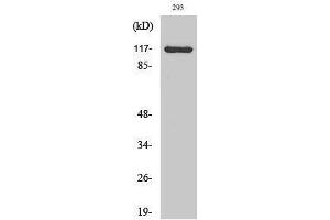 Western Blotting (WB) image for anti-Calcium Channel, Voltage-Dependent, alpha 2/delta Subunit 4 (CACNA2D4) (Internal Region) antibody (ABIN3174124) (CACNA2D4 抗体  (Internal Region))