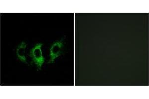 Immunofluorescence (IF) image for anti-G Elongation Factor, Mitochondrial 2 (GFM2) (AA 441-490) antibody (ABIN2890299) (GFM2 抗体  (AA 441-490))
