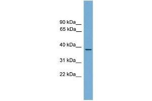 WB Suggested Anti-B230358A15Rik Antibody Titration: 0. (HSF3 抗体  (Middle Region))