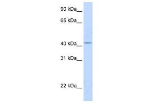 COX10 antibody used at 1 ug/ml to detect target protein. (COX10 抗体  (Middle Region))