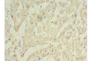 Immunohistochemistry of paraffin-embedded human heart tissue using ABIN7175069 at dilution of 1:100 (C2orf27A 抗体  (AA 3-174))