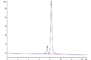 The purity of Biotinylated Human SIRP alpha V8 is greater than 90 % as determined by SEC-HPLC.