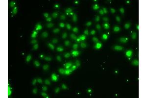 Immunofluorescence analysis of A-549 cells using TXNL4B antibody (ABIN6133086, ABIN6149739, ABIN6149740 and ABIN6222926). (TXNL4B 抗体  (AA 1-149))