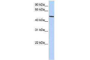 SIGLEC6 antibody used at 1 ug/ml to detect target protein. (SIGLEC6 抗体  (C-Term))