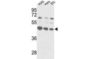 Western blot analysis of SS-B antibody and K562, HeLa, 293 lysate. (SSB 抗体  (AA 366-397))