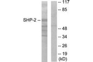 Western blot analysis of extracts from A431 cells, using SHP-2 (Ab-542) Antibody. (PTPN11 抗体  (AA 508-557))