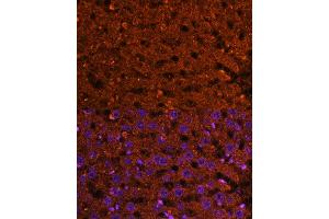 Immunofluorescence (IF) image for anti-3-Hydroxy-3-Methylglutaryl-CoA Synthase 2 (Mitochondrial) (HMGCS2) (AA 269-508) antibody (ABIN7265329)