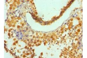 Immunohistochemistry of paraffin-embedded human testis tissue using ABIN7154323 at dilution of 1:100 (Golgin A2 (GOLGA2) (AA 20-300) 抗体)