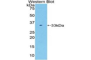 Western Blotting (WB) image for anti-Fucosidase, alpha-L- 1, Tissue (FUCA1) (AA 170-420) antibody (ABIN1858926) (FUCA1 抗体  (AA 170-420))