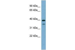 WB Suggested Anti-MAFA Antibody Titration:  0. (MAFA 抗体  (N-Term))