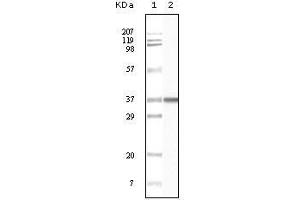 Western Blot showing BLK antibody used against truncated BLK recombinant protein.