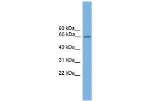 WB Suggested Anti-Nr4a3 Antibody Titration:  0. (NR4A3 抗体  (C-Term))