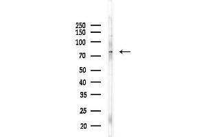 Western blot analysis of lysates from 293 cells(heat-shock,45 min treatment), using Phospho-ATRIP (Ser68) Antibody at 1/1000 dilution.
