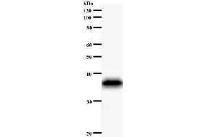 Western Blotting (WB) image for anti-Period Homolog 1 (Drosophila) (PER1) antibody (ABIN931041)