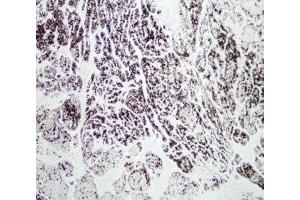 Paraffin-embedded human pancreas (Chymotrypsin 抗体)
