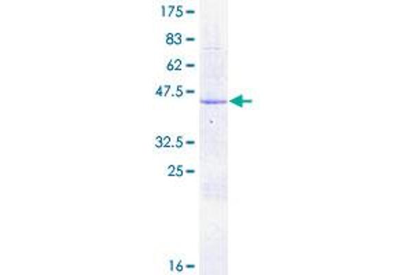 FKBP2 Protein (AA 1-142) (GST tag)